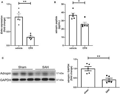 Subarachnoid hemorrhage-associated brain injury and neurobehavioral deficits are reversed with synthetic adropin treatment through sustained Ser1179 phosphorylation of endothelial nitric oxide synthase